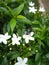 Green fly is perching on the white flower of the mondokaki ornamental plant in the garden