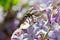 Green Fly Resting on Lilac Blossoms