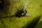 Green fly on white apple. Greem background.