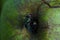 Green fly on white apple. Greem background.