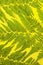 Green foerst fern leaves on a bright yellow background