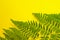 Green foerst fern leaves on a bright yellow background