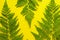Green foerst fern leaves on a bright yellow background