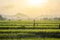 Green foggy rice field in the morning sunrise