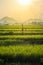 Green foggy rice field in the morning sunrise