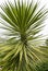 Green Foliage of Aloe Yucca Bordered Yucca Aloifolia Marginata or Spanish bayonet dagger. Ornamental plant with yellow border