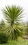 Green Foliage of Aloe Yucca Bordered Yucca Aloifolia Marginata or Spanish bayonet dagger. Ornamental plant with yellow border