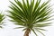 Green Foliage of Aloe Yucca Yucca Aloifolia or Spanish bayonet dagger. Ornamental plant in spring Arboretum Park Southern Cultur