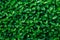Green foliage background leaf texture bush vibrant vivid green color. Backdrop template