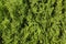 Green foliage background (thuja leaves closeup)