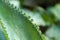 Green foliage backgrounds succulent cactus leaves and abstract generic leaves
