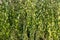 Green foliage of Betula pendula, weeping birch, background.