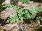 green foliage curly fern plant ,Polypodiopsida