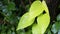 Green foliage of devil`s ivy, golden pothos, hunter`s robe, Epipremnum aureum Bunting cv. Tricolor is full of water droplets