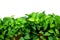 Green foliage of devil`s ivy, golden pothos, hunter`s robe, Epipremnum aureum Bunting cv. Tricolor isolate on white background