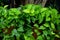 Green foliage of devil`s ivy, golden pothos, hunter`s robe, Epipremnum aureum Bunting cv. Tricolor. Refreshing by decorate the