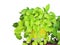 Green foliage of devil`s ivy, golden pothos, hunter`s robe, Epipremnum aureum Bunting cv. Tricolor Refreshing in pot.