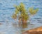 Green Foliage in Douglas Lake in Dandridge, Tennessee