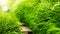 Green foliage fern growing along the rock stairway