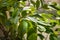Green foliage of ficus bush