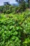 Green foliage, flora and plants in the mountains with lush greenery. Closeup landscape view of biodiverse nature scenery