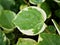 green foliage leaves Peperomia Scandens Serpens variegated ,Cupid peperomia ,