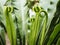 Green Foliage Leaves Plant details Form of Nature