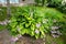 Green foliage and lilac flowers of Hosta Funkia