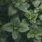 Green foliage, nature background. Mint Plant Grow Background