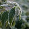 Green foliage of nettle covered with hoarfrost.