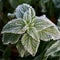 Green foliage of nettle covered with hoarfrost.