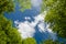 Green foliage and sky