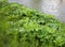 Green foliage of a Sosnowsky`s hogweed Heracleum sosnowskyi