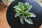 Green foliage on a table