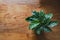 Green foliage on a table