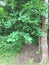 Green foliage in the thicket of the forest