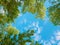 Green foliage of trees against blue sky and clouds. Spring or summer Sunny day