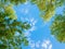 Green foliage of trees against blue sky and clouds. Spring or summer Sunny day