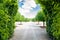 Green foliage tunnel and alley with round shaped basswood trees