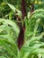 Green foliage and unusual bloom of an ornamental millet plant