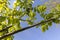 green foliage and walnut flowers during flowering, close-up