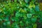 Green foliage from wild ginger plants, Asarum europaeum