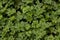 Green foliage of wild parsley in the garden. Garden. Field. Farm. The cultivation of herbs