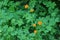 Green foliate background with orange flowers of globeflower Trollius in the forest