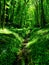 Green forest