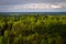 Green forest from above in summer