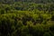 Green forest from above in summer