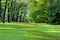 Green forest background. Picturesque deciduous and coniferous trees in a park in Uman, Ukraine against a background of