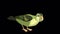 Green forest bird pecks grain alpha matte 4K