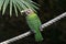 Green forest bird perching on rope displaying feather details